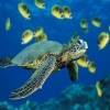 Green Sea Turtle Others 400x300