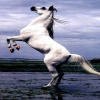 horse stand up Animals 320x480