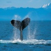 Humpback Whale Others 400x300