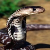 indian cobra Animals 320x480