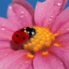 ladybug flying 176x220 176x220