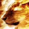 lion fire Animals 240x320