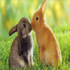 lovely Rabbit Animals 1920 x 12