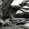 old dead tree Nature 360x640