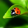 On leaf Ladybug T-Mobile 640x480