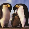 penguin couple love Animals 176x220