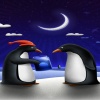penguin couple pics Animals 360x640