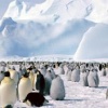 penguins pics Animals 176x220