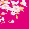 pink flower background pics Nature 176x220