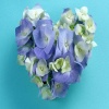 Purple White Petals heart Others 400x300