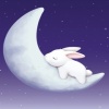 rabbit sleep at moon Animals 240x400