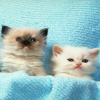really cute cats and kittens Animals 320x480