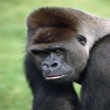 silverback gorilla Animals 320x480