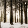 snow forest Picture Nature 360x640