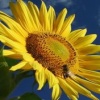sunflower van gogh Nature 176x220