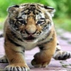 tiger cubs Animals 240x320