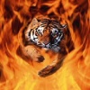 tiger jump in fire Animals 176x220