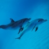 Two Dolphins 320x240 320x240