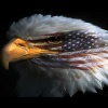 USA Eagle Others 320x480