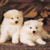 white terrier puppies Animals 176x220