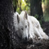 white-wolf Animals 2160 x 38