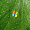 Windows Vista Leaf T-Mobile 640x480