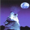 wolf moon Animals 320x480