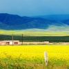Yellow Field View Others 320x480